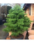 Cryptomeria japonica ’Elegans Viridis’  